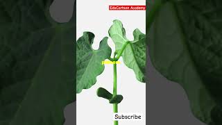 Transport in Plants Simplified  Class 11 Biology  EduCartoon Academy [upl. by Gayleen517]