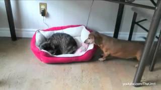 quotJerkquot Cats Stealing Dog Beds [upl. by Ateekram]