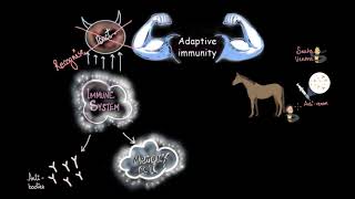 Active amp Passive immunity  Human health amp diseases  Subject  Khan Academy [upl. by Schweiker]