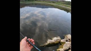 Megabass lure Karashi sinking stick bait shorts fishing freshwaterfish [upl. by Atinnod]