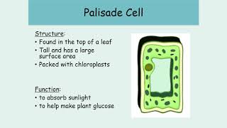 Year 9 Week 2 Lesson 1 Specialised plant cells [upl. by Baptiste]