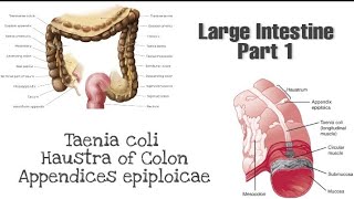 Taneia coli Haustra and appendices epiploicae  Anatomy of Large Intestine [upl. by Alla]