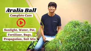 Aralia Ball Complete Plant Care  Golden Aralia  Sunlight Water Pot etcetera [upl. by Ylebmik]