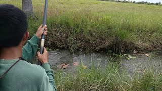 Ampuh Pakai Teknik Ndudul Mancing Gabus Umpan Kodok [upl. by Annid]