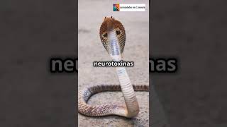 As Cobras MAIS VENENOSAS do Mundo shorts cobras curiosidades natureza [upl. by Gignac]