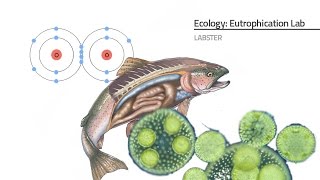 Labster Virtual Lab Eutrophication Simulation [upl. by Atnaloj]