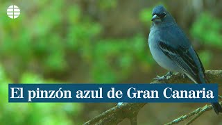 El pinzón azul de Gran Canaria [upl. by Pauli494]