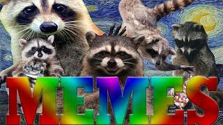 ULTIMATE DANK MEMES RACCOON EDITION 2 [upl. by Lerual745]