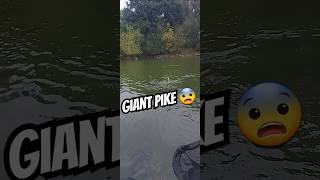 giant pike fish 🐊monstrepike giant pescar luciogrande carpfishing carp grosbroche fishing [upl. by Ariamat547]