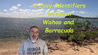 Barracuda vs Wahoo  How to easily tell the difference between Barracuda and Wahoo Fish [upl. by Alegnave145]