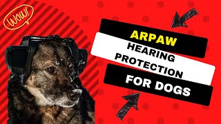 Protect your dog hearing Earmuffs for dogs [upl. by Ynohtna]