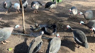 CHARLLES E TIRINGA FLAGRAM UMA COBRA CANINANA NA FAZENDA CR EM GOIÁS  COMÉDIA SELVAGEM [upl. by Cody93]