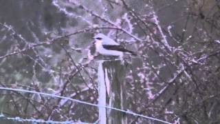 Wildlife  Wheatear of Blashford Lakes [upl. by Evan]