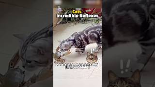 Cats’ incredible reflexes 😼 [upl. by Marlee874]