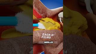 Voici comment nettoyer vos oreilles en toute sécurité 👂 animation Zack D Films [upl. by Iosep]