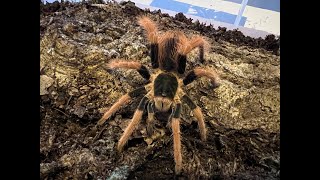 Megaphobema robustum the Colombian Giant rehouse and care [upl. by Nylrehs498]