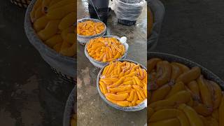 Mullet Roe Harvest in Taiwan shorts taiwanfood fish [upl. by Lema]