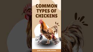 Top 4 Fascinating Chicken Breeds You Should Know  ABC ZOO Fun Animal Lessons [upl. by Atiuqihs]