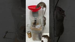 rat trap attach many plastic boxes to make mouse traps shoprts rattrap animals mouse mousetrap [upl. by Raddi]