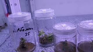 Rose micropropagation in laboratory main steps secrets and others [upl. by Nylirahs]