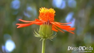 Senecio confusus  Pseudogynoxys chenopodioides  Mexican Flame Vine Plant [upl. by Obellia]