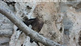 Peregrine Falcon Falco peregrinus ernesti  Juvenile  Chiu S C DSCN4776 [upl. by Rebeca]