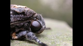 The moth that squeaks  the Deaths head Hawk moth [upl. by Soni]