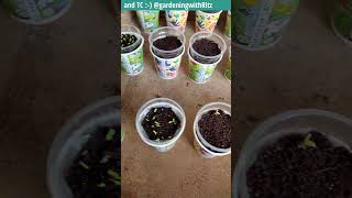 40 types of flower seeds online aero seedsPART 2 after 6 days GardeningwithRitz ​ [upl. by Eetak]