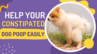 How To Make A Constipated Dog Poop QuicklyFix Your Dogs Tummy Troubles [upl. by Hajed]