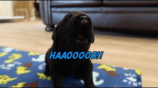 Black Labrador Puppies First Time Howling [upl. by Hnacogn]