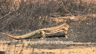 Indianspiny tailed lizard in the desert [upl. by Akinom]