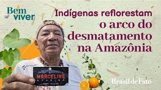 Indígenas reflorestam o arco do desmatamento na Amazônia  Bem Viver [upl. by Dane]