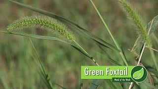 Weed of the Week 1008 Green Foxtail [upl. by Lelith]