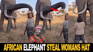 Wise African Elephant Steal Tourist Hat And Made Kneel And Beg For It [upl. by Ardnahcal]