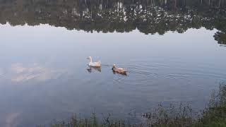 Morning Swim at North pointe RV [upl. by Zigmund]