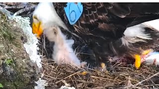 Wheeee Eaglet Takes a Ride on Dads Neck Cant Hold On West End Bald Eagles Exploreorg 31324 [upl. by Olmstead]