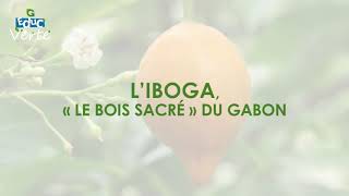 L iboga le quotbois sacré du Gabonquot [upl. by Eolcin]