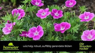 Geranium sanguineum Elke  Storchschnabel [upl. by Fruma]