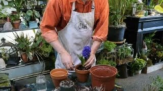 How to Transplant Hyacinths  Gardening With Succulents amp More [upl. by Anivlek]