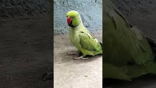 Cute🥰parrot🦜talking❤️parrot cute funnytotabirds shortsfunnyshortscomedy trendingviralvideo [upl. by Irat501]