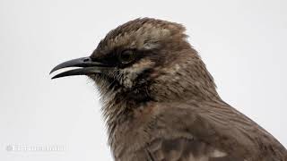 Canto de la Calandria Colilarga Mimus longicaudatus quotLong tailed Mockingbird singingquot [upl. by Noguchi]