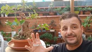 Como crear un BONSAI LIGUSTRINA tu mismo 😱 How to create a LIGUSTRINA BONSAI yourself yourself [upl. by Eldoree654]