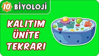 Kalıtım Ünite Tekrarı  10 Sınıf Biyoloji [upl. by Reniar640]