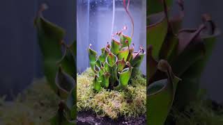 Heliamphora Bograrium carnivorousplants [upl. by Ot]