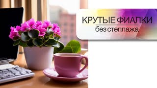 Крутые фиалки без стеллажа Оборудуем уголок для выращивания сенполий круглый год [upl. by Olney]