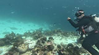 Pemba Diving Day 1 Dive 1 Part 1 [upl. by Alamak972]