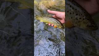 Fly Fishing LeTort Spring Run for Wild Brown Trout [upl. by Zerdna]