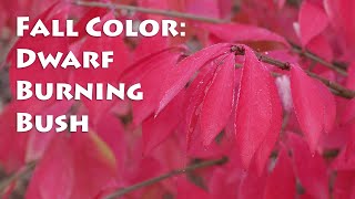 Dwarf Burning Bush Adds Fall Color to Your Colorado Landscape [upl. by Petronia]