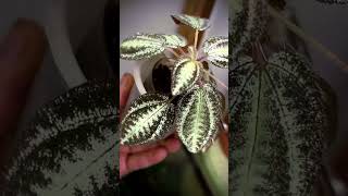 Begonia marmorata sanderiana plants garden greennaturehousplants [upl. by Patti430]