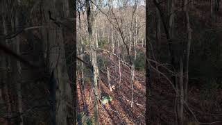 Rut action from the saddle whitetailbucks hunting deer archery bowhunting wildlife outdoors [upl. by Bari356]